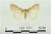 臺灣銀斑異波紋蛾藏品圖，第2張