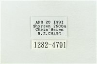 臺灣銀斑異波紋蛾藏品圖，第3張