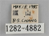 基褐刺蛾藏品圖，第3張