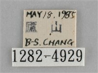 基褐刺蛾藏品圖，第3張