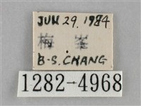 基褐刺蛾藏品圖，第3張