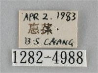 褐點仿眉刺蛾藏品圖，第3張