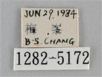 基褐刺蛾藏品圖，第3張