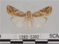 斜紋夜盜蛾藏品圖，第1張