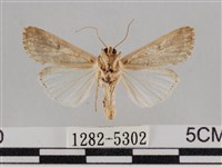 斜紋夜盜蛾藏品圖，第2張