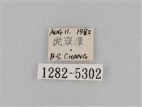 斜紋夜盜蛾藏品圖，第3張