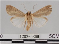 斜紋夜盜蛾藏品圖，第2張