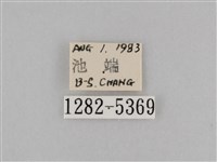 斜紋夜盜蛾藏品圖，第3張