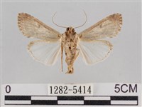 斜紋夜盜蛾藏品圖，第2張