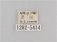 斜紋夜盜蛾藏品圖，第3張