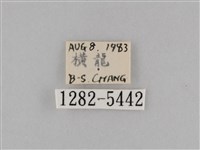 斜紋夜盜蛾藏品圖，第3張