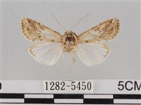 斜紋夜盜蛾藏品圖，第1張