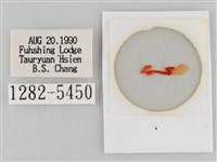 斜紋夜盜蛾藏品圖，第3張