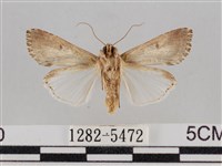 斜紋夜盜蛾藏品圖，第2張