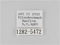 斜紋夜盜蛾藏品圖，第3張