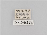 斜紋夜盜蛾藏品圖，第3張