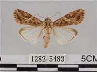 斜紋夜盜蛾藏品圖，第1張