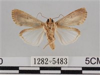 斜紋夜盜蛾藏品圖，第2張