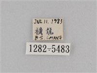 斜紋夜盜蛾藏品圖，第3張