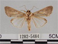 斜紋夜盜蛾藏品圖，第2張