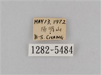 斜紋夜盜蛾藏品圖，第3張