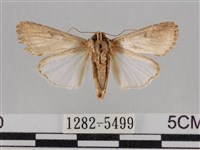 斜紋夜盜蛾藏品圖，第2張