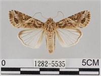 斜紋夜盜蛾藏品圖，第1張