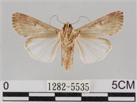 斜紋夜盜蛾藏品圖，第2張