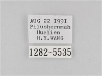 斜紋夜盜蛾藏品圖，第3張