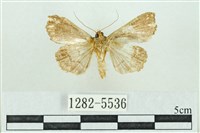 粉紅帶散紋夜蛾藏品圖，第2張