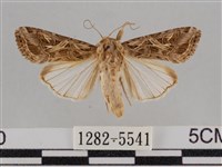 斜紋夜盜蛾藏品圖，第1張