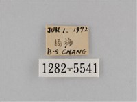 斜紋夜盜蛾藏品圖，第3張