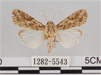 斜紋夜盜蛾藏品圖，第1張