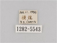 斜紋夜盜蛾藏品圖，第3張