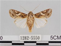 斜紋夜盜蛾藏品圖，第1張