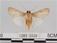 斜紋夜盜蛾藏品圖，第2張