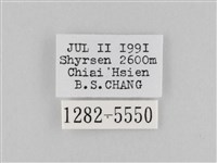 斜紋夜盜蛾藏品圖，第3張