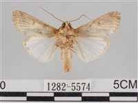 斜紋夜盜蛾藏品圖，第2張