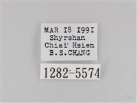 斜紋夜盜蛾藏品圖，第3張