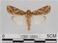 斜紋夜盜蛾藏品圖，第1張