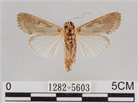 斜紋夜盜蛾藏品圖，第2張