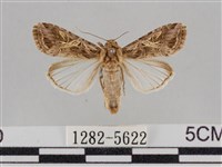 斜紋夜盜蛾藏品圖，第1張