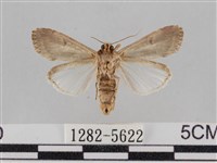 斜紋夜盜蛾藏品圖，第2張