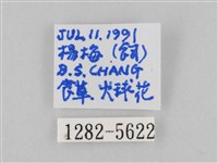 斜紋夜盜蛾藏品圖，第3張