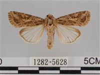 斜紋夜盜蛾藏品圖，第1張