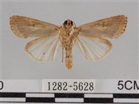 斜紋夜盜蛾藏品圖，第2張