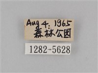 斜紋夜盜蛾藏品圖，第3張