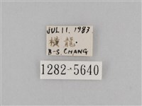 斜紋夜盜蛾藏品圖，第3張