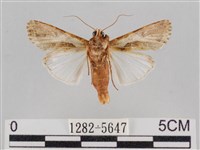 斜紋夜盜蛾藏品圖，第2張