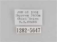 斜紋夜盜蛾藏品圖，第3張